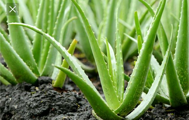 Aloe Vera