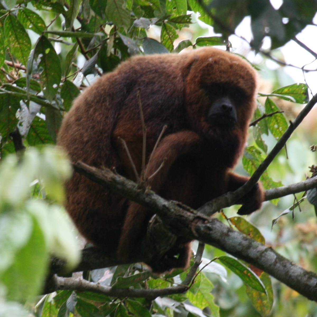 Alouatta Guariba Guariba