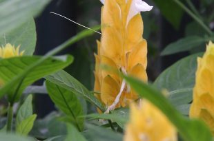 Alpinia Amarela no Jardim