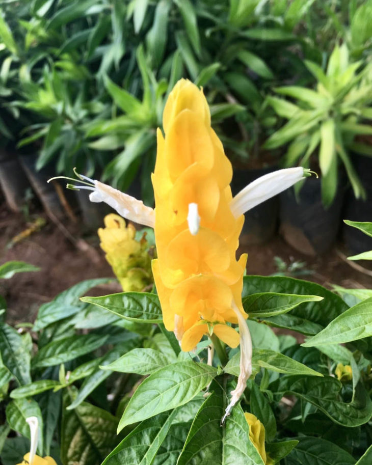 Alpinia Amarela