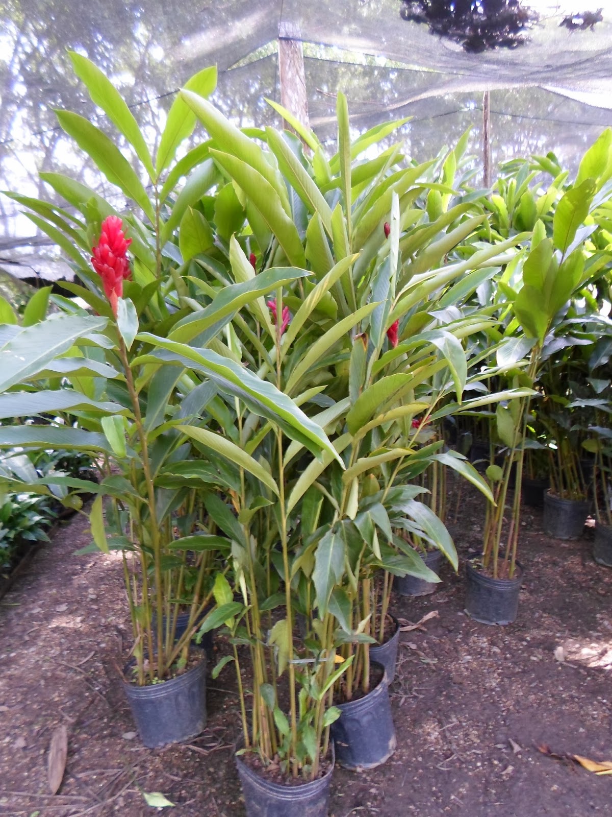 Alpinia Purpurata no Vaso 