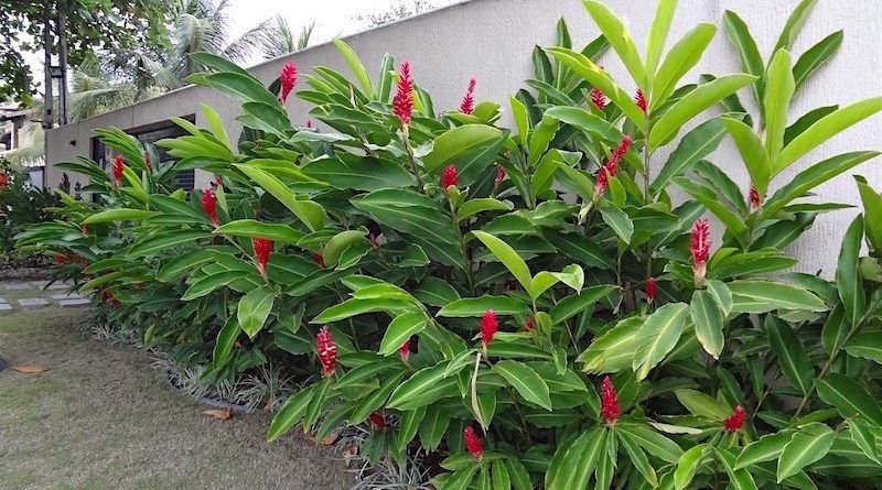 Alpinia Purpurata