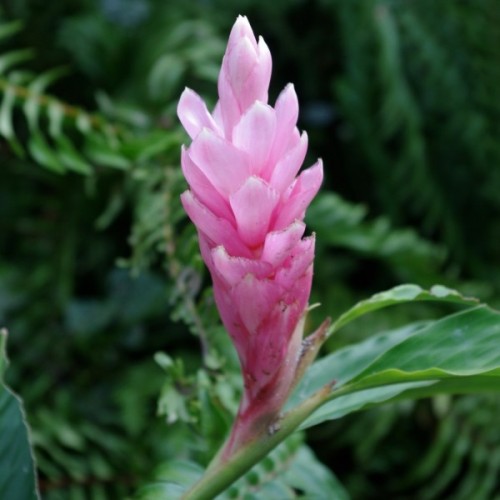 Alpinia Rosa 