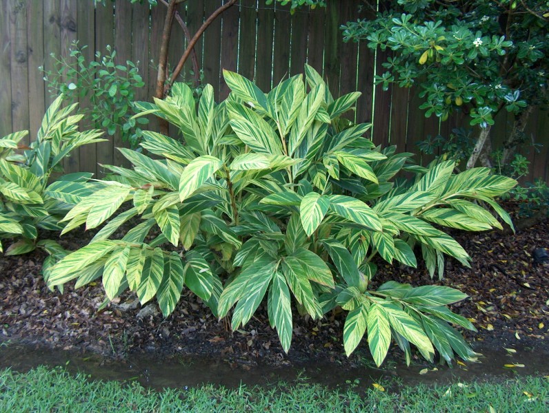 Alpinia Zerumbet Variegata