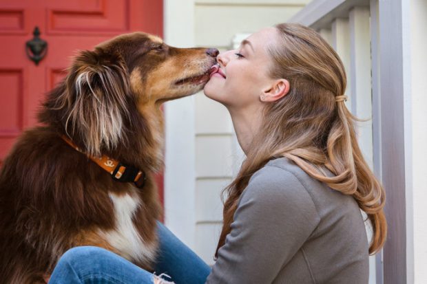 Amanda Seyfried Com Seu Cachorro Fiinn