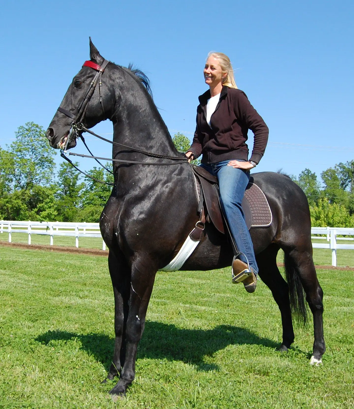 Американская верховая. Американская верховая сэддлбред. Американская верховая лошадь (сэддлбред). Теннессийская прогулочная лошадь. Теннессийская прогулочная порода лошадей.