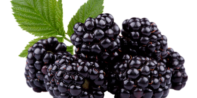 Quais São Os Benefícios Da Cápsula De Amora?