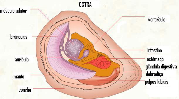 Anatomia das Ostras 