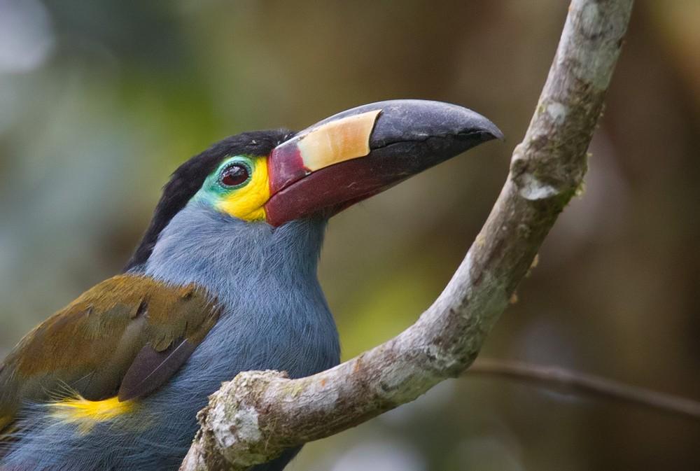 Andina Pechigris Tucano: Características, Habitat e Fotos