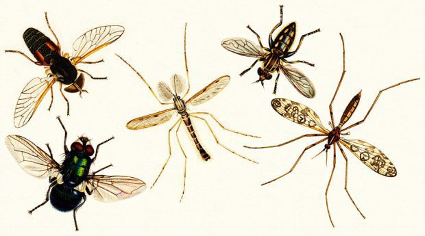 Animais da Ordem Diptera 