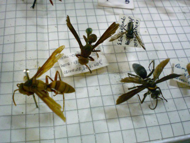 Animais da Ordem Hymenoptera