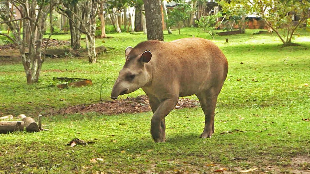 Historia da Anta e Origem do Animal