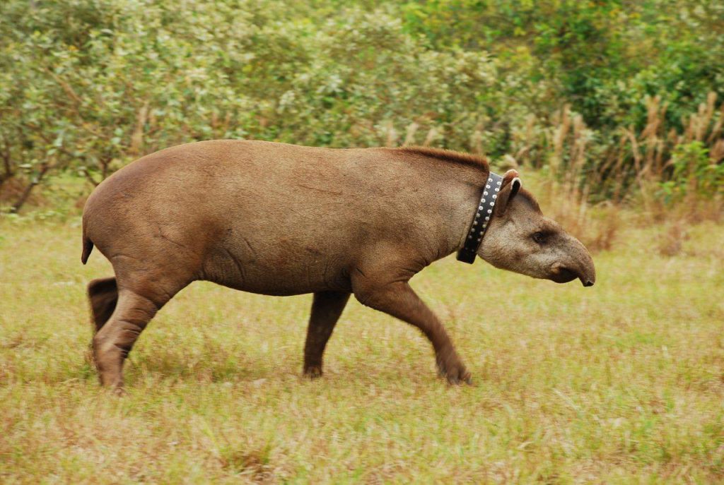 Diferenças entre Anta, Capivara, Paca, Ariranha