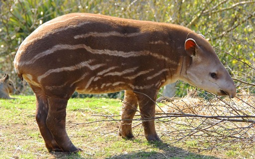 Anta Comendo Galhos 