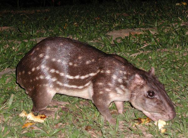 Anta Comendo