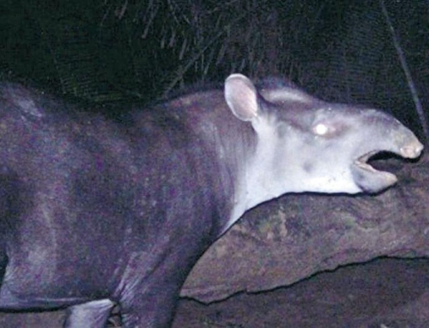 Anta Kabomani