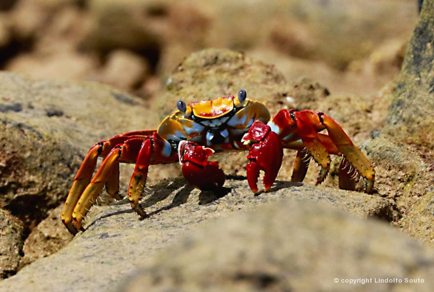 Aratu Vermelho em Seu Habitat