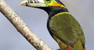 Araçari-Tirador-De-Leite