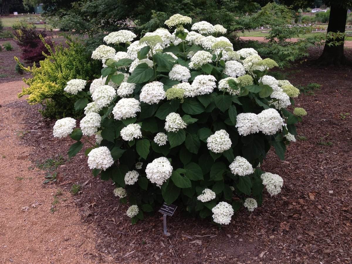 Arbusto de Hydrangea Arborescens