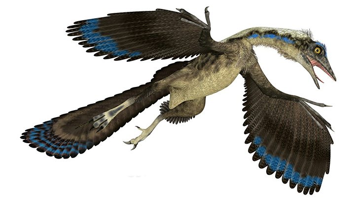 Archaeopteryx