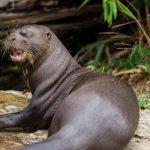Ariranha Características Físicas