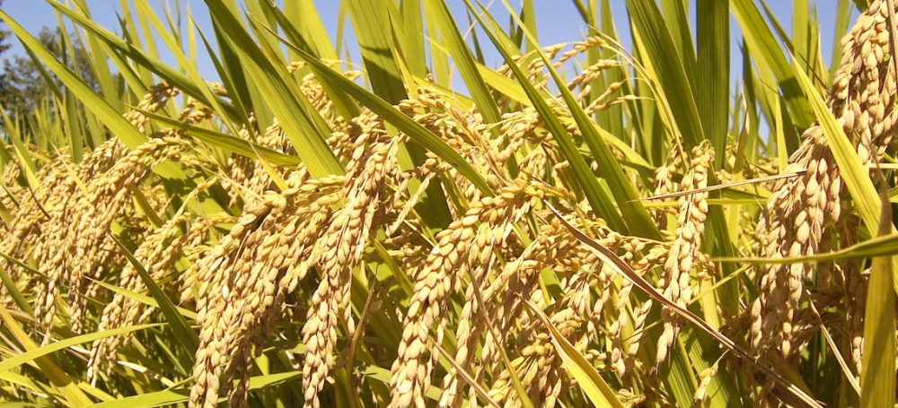 Arroz na Plantação 