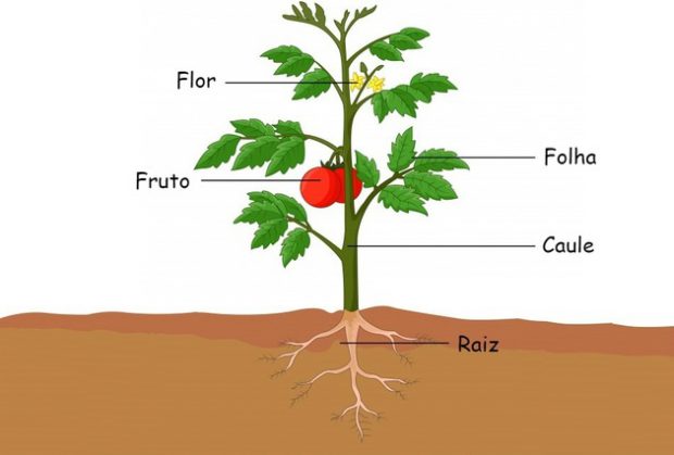 As Partes de uma Planta