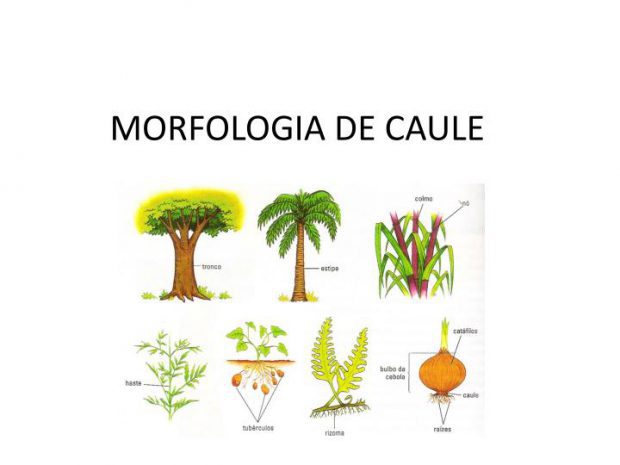 As Partes do Caule