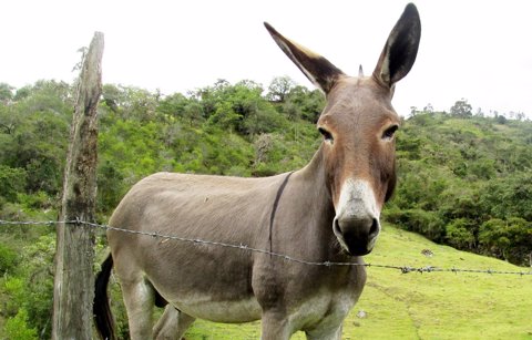 Tudo Sobre o Asno: Caracteristicas, Nome Cientifico e Fotos