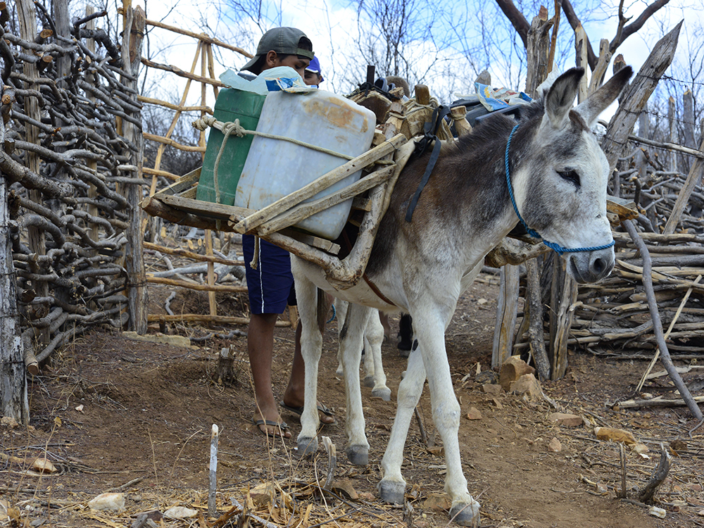 Asno na Agricultura 