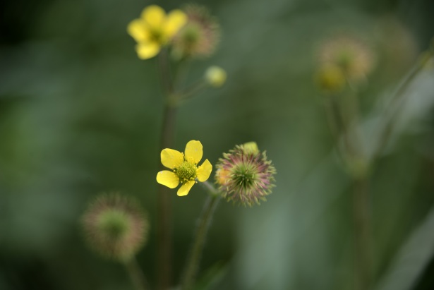 Avens de Madeira