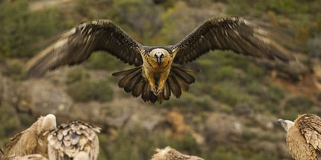 Aves de Rapina Animais