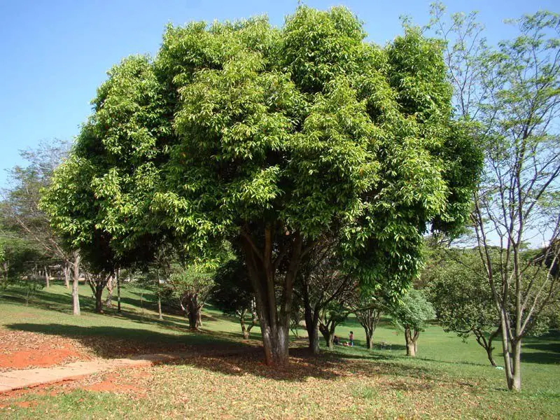 Árvore de Jambolão