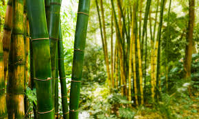 Bambu Curiosidades e Fatos Interessantes Sobre a Planta