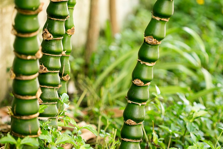 Bambu BarrigadeBuda Como Cultivar, Cuidados e Fotos