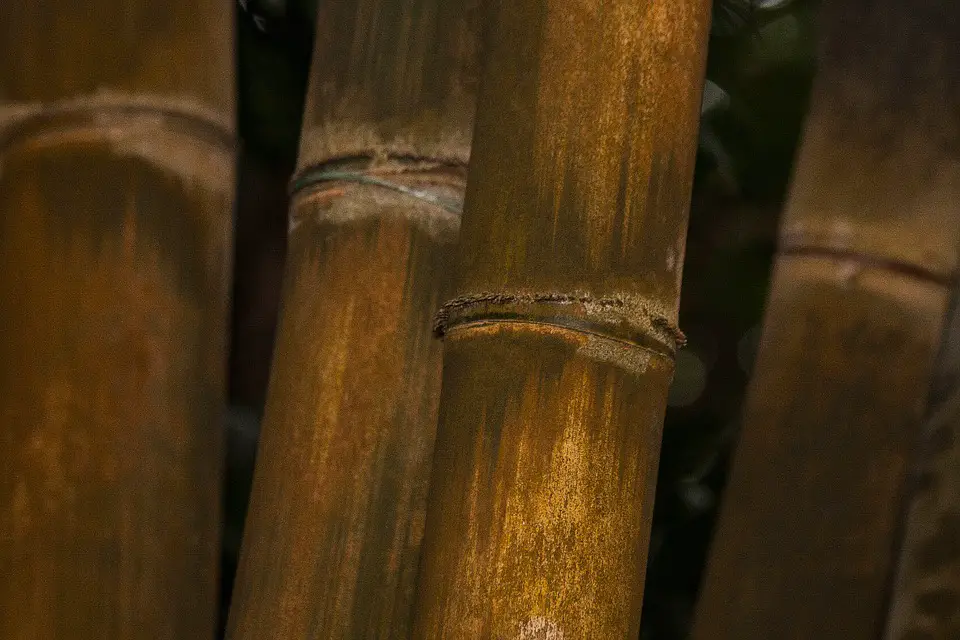 Bambu Gigante Áspero