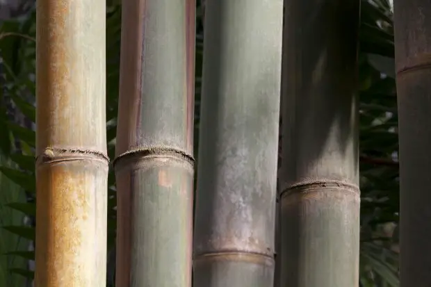 Bambu Gigante Áspero Características