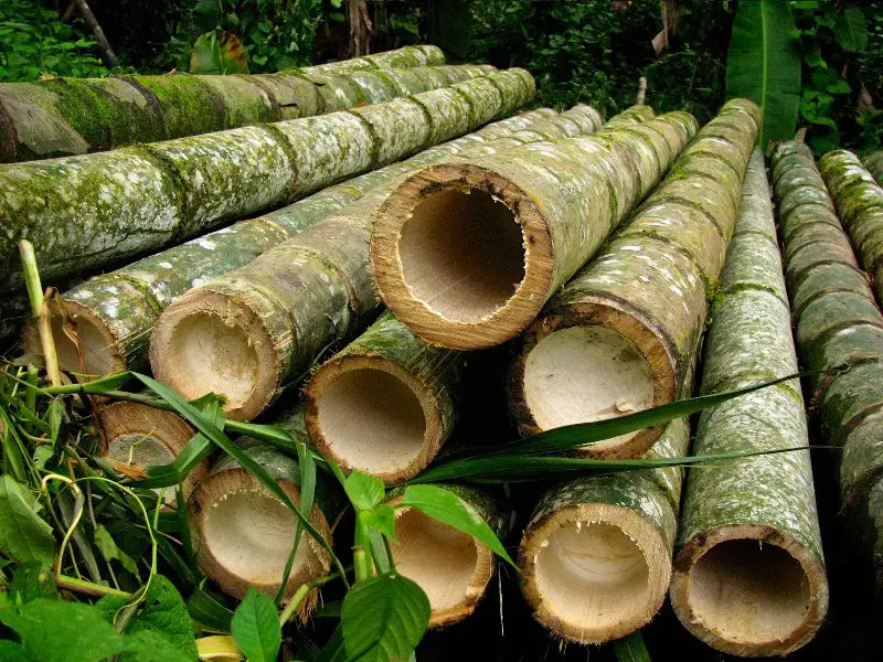 Bambu Gigante Áspero Cultivo