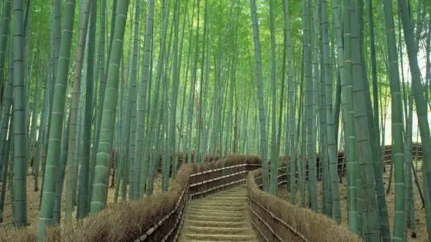 Bambu Maciço e seu cultivo