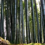 Bambu Maciço na Natureza