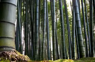 Bambu Maciço na Natureza