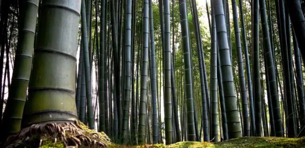 Bambu Maciço na Natureza