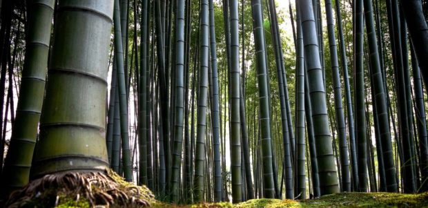 Bambu Maciço na Natureza