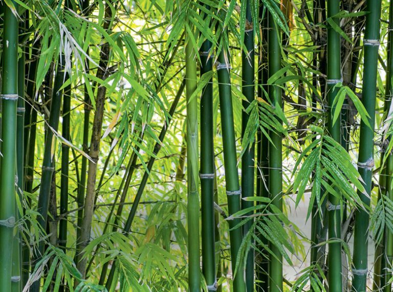 Bambu Metake: Como Cultivar, Características e Fotos – Mundo Ecologia