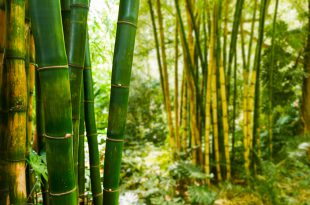 Bambu - Planta que cresce mais rápido