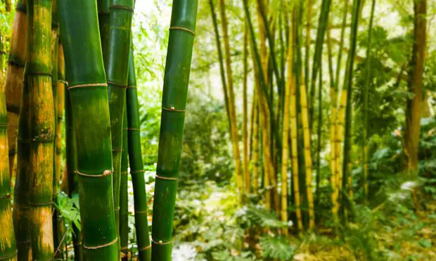 Bambu - Planta que cresce mais rápido