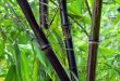 Quanto o Bambu Cresce Por Dia? Qual Cresce Mais Rápido?