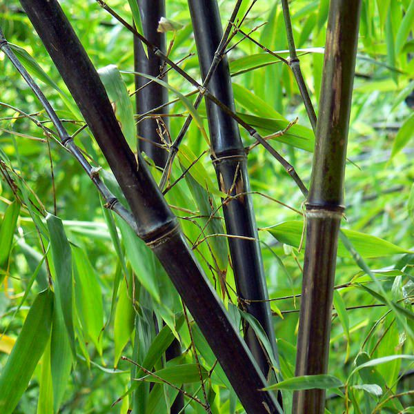Bambu Preto e Folhas