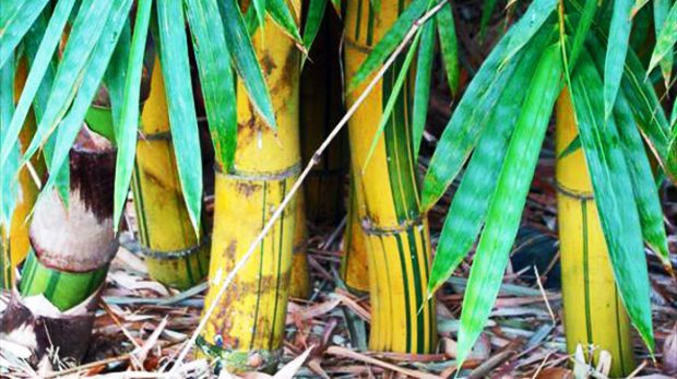 Bambu Verde e Amarelo 