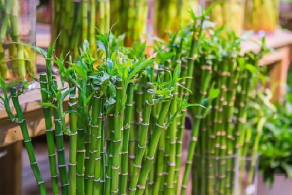 Bambu da Sorte em Crescimento